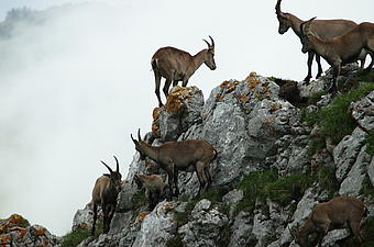 Steinbock Safari auf Pilatus Kulm